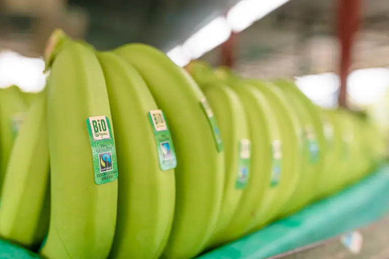 Hållbara bananer